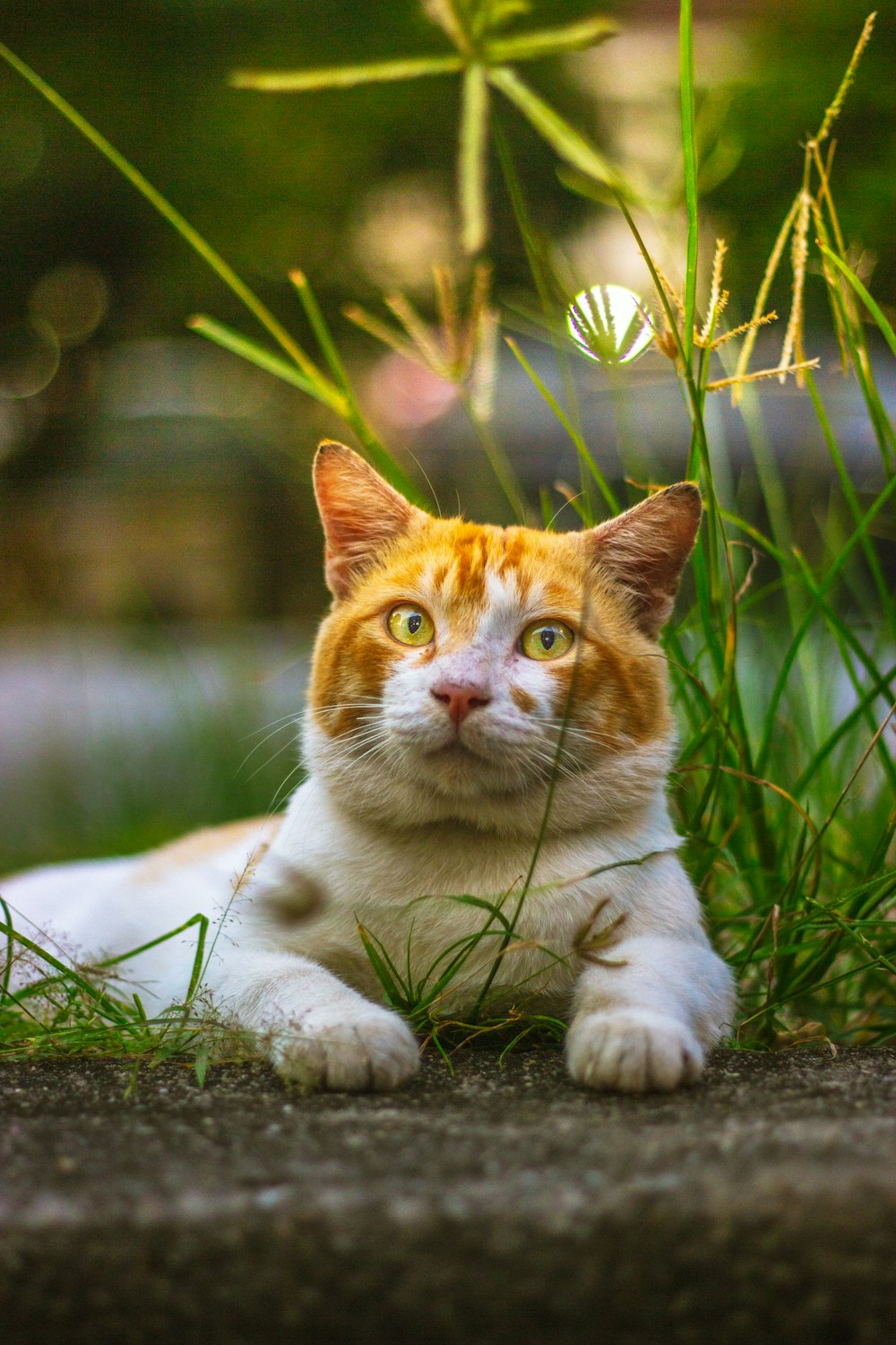 orange tabby cat