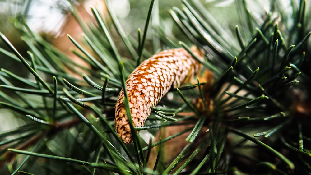 Selektive Fokusfotografie von grünen und braunen Pflanzen