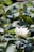 A white lotus flower blooms elegantly among large, green leaves. Two prominent seed pods with distinct textures rise beside the flower, contrasting with the delicate petals. The background is filled with soft focus foliage, creating a natural and serene setting.