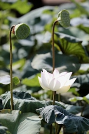 A white lotus flower blooms elegantly among large, green leaves. Two prominent seed pods with distinct textures rise beside the flower, contrasting with the delicate petals. The background is filled with soft focus foliage, creating a natural and serene setting.