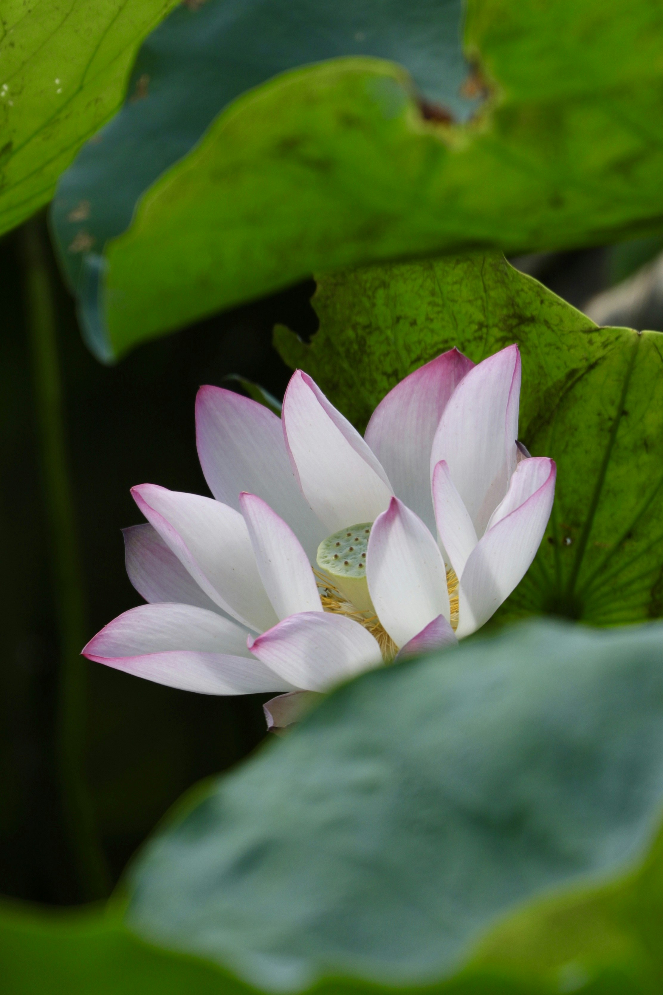 Lotus Flower Information In Hindi Best Flower Site
