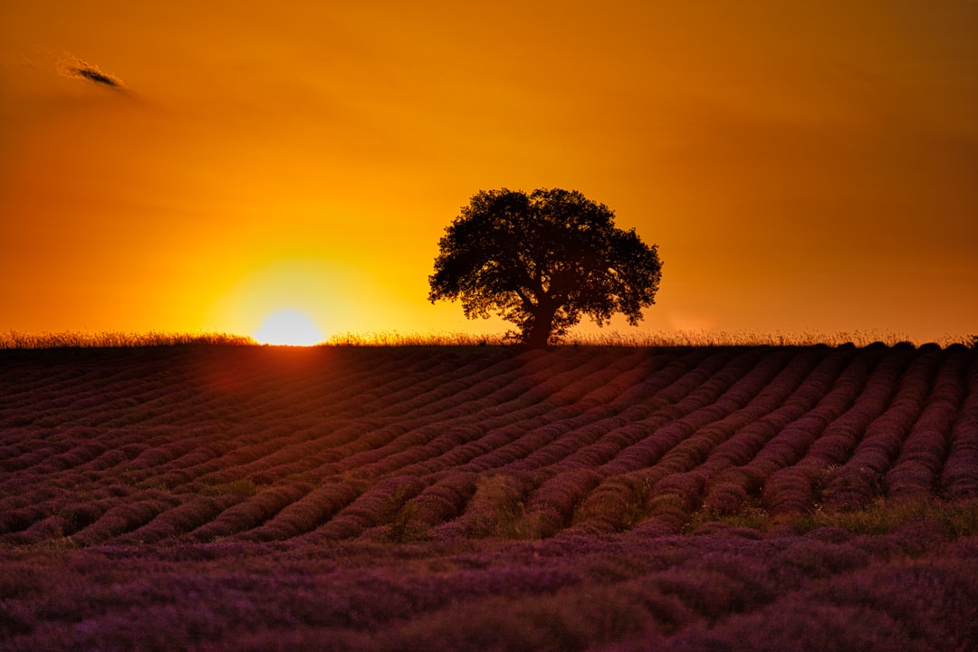 lonely tree in brown field during sunrise