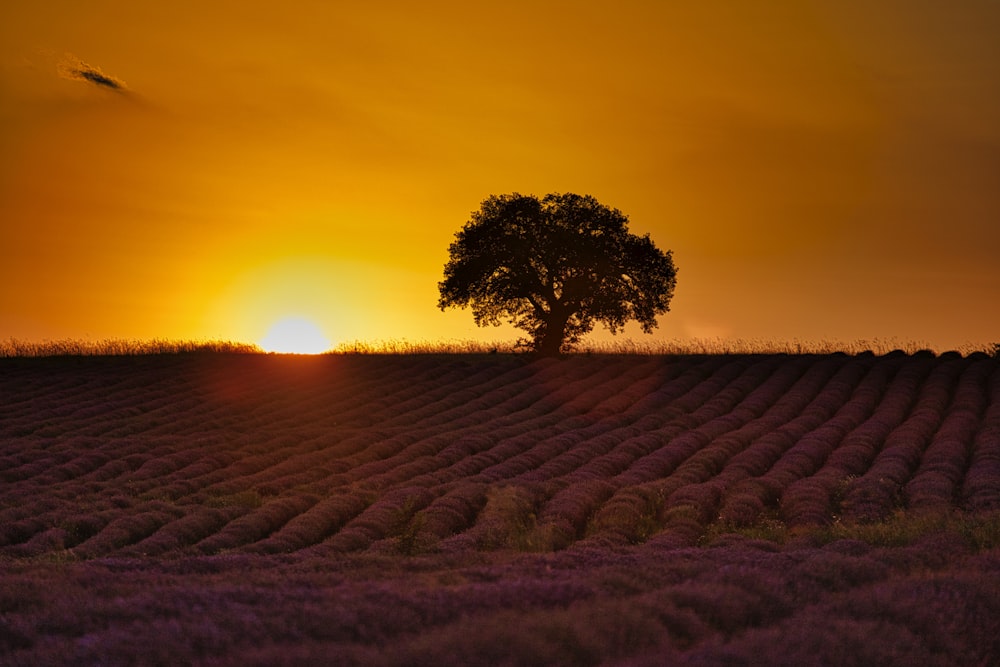 lonely tree in brown field during sunrise