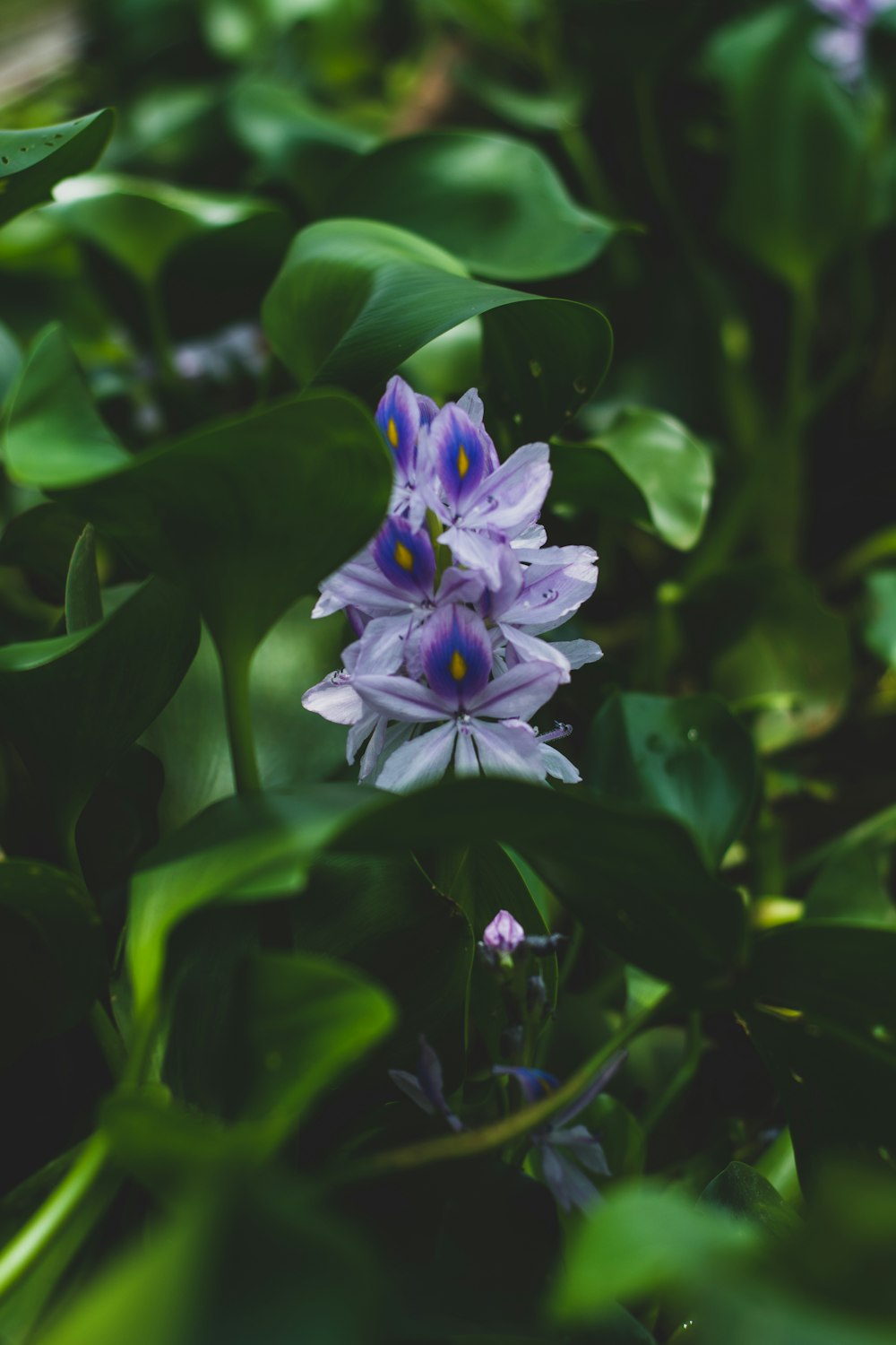 blaublättrige Blume