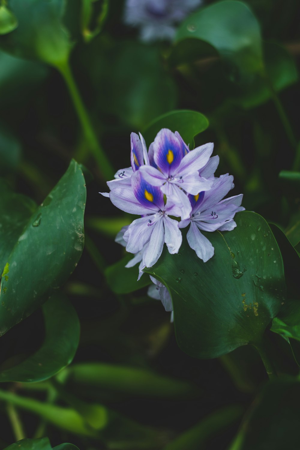 purple lily flower