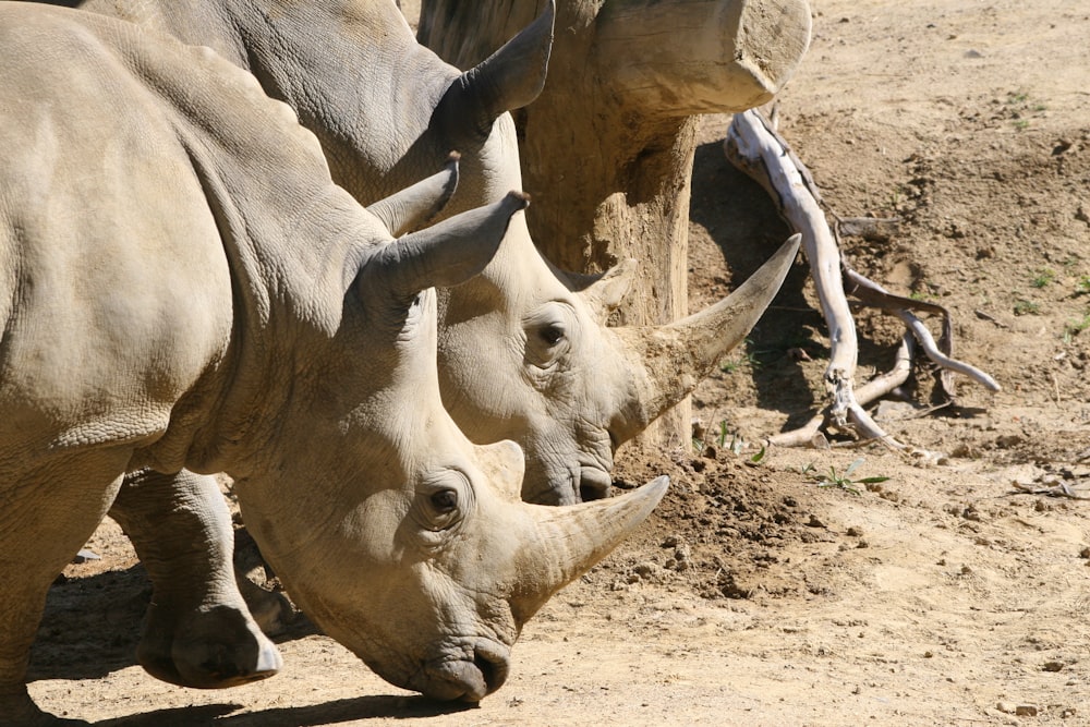 two brown rhinos