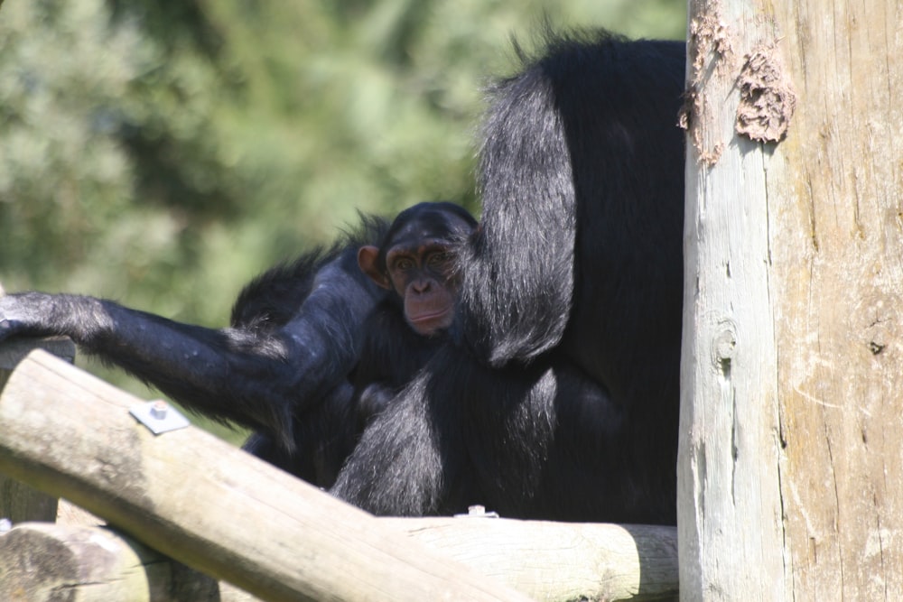 three black monkeys