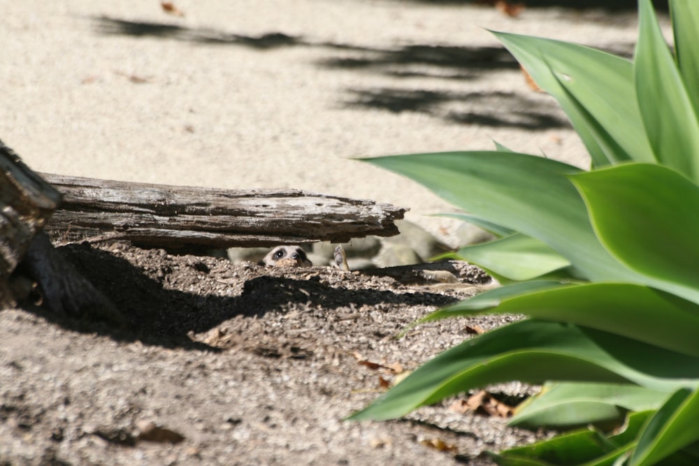 gray twig near green leaf plant