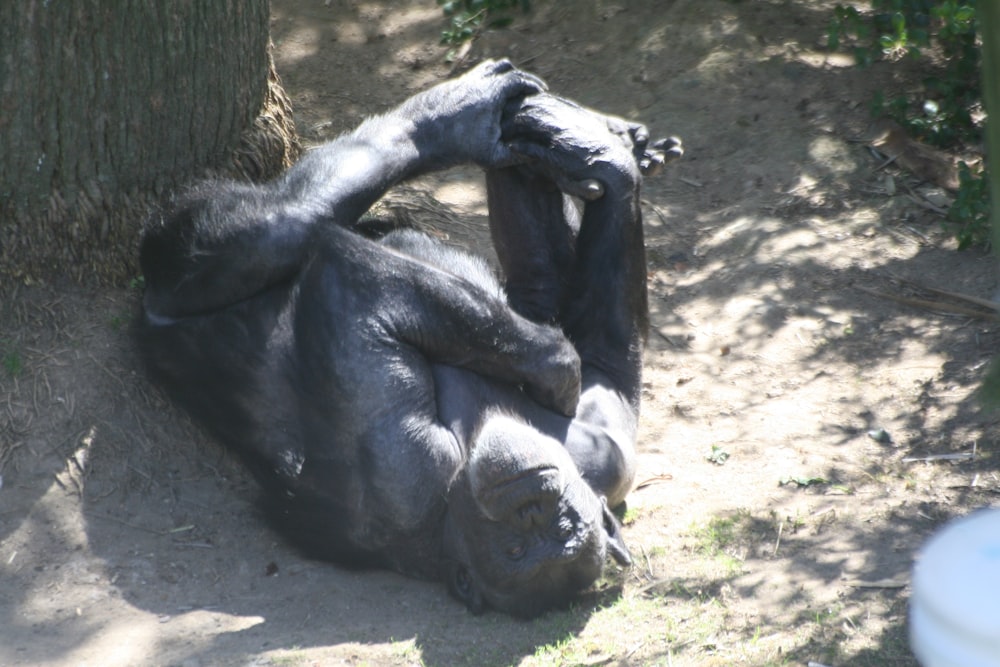 black monkey playing on ground