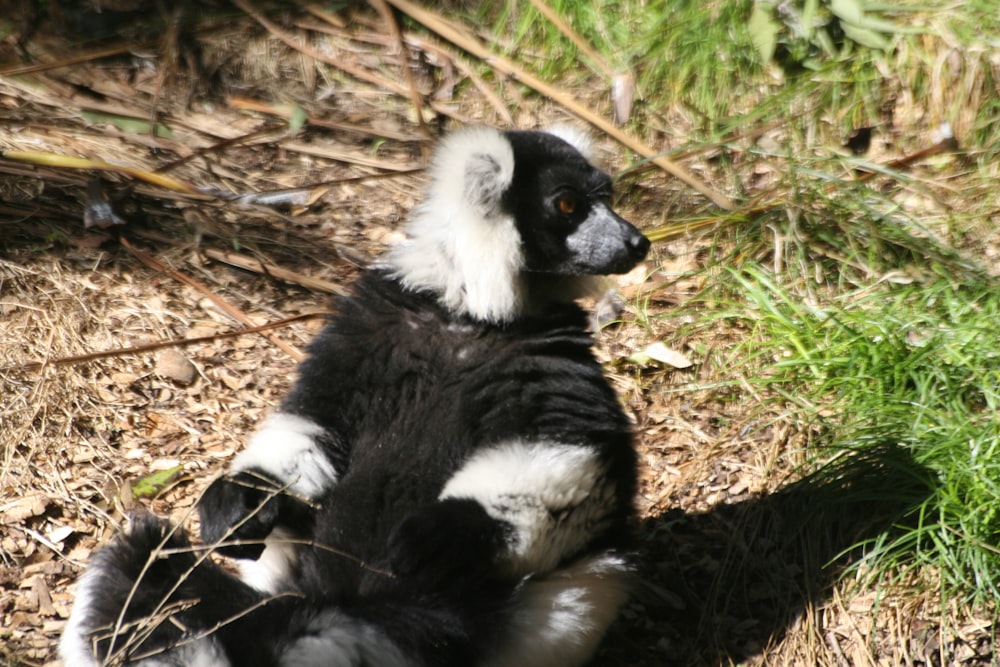 animal standing on ground during daytime