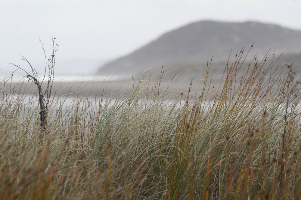 brown grass field