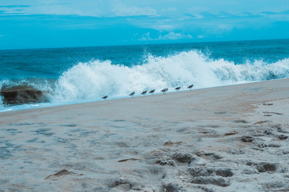 birds on seashore during daytime