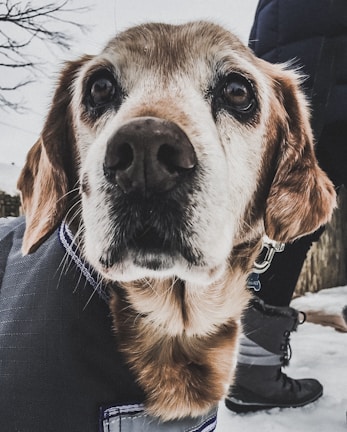 A close-up of an elderly dog with a gentle expression, wearing a jacket in a snowy outdoor setting. The dog's fur is a mix of brown and white, with snow-covered ground and a person's legs visible in the background.