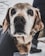 A close-up of an elderly dog with a gentle expression, wearing a jacket in a snowy outdoor setting. The dog's fur is a mix of brown and white, with snow-covered ground and a person's legs visible in the background.