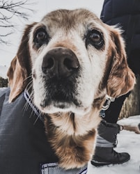 Caring for Aging Dogs: Tips and Insights