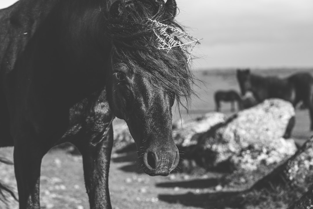 gray scale photo of horse