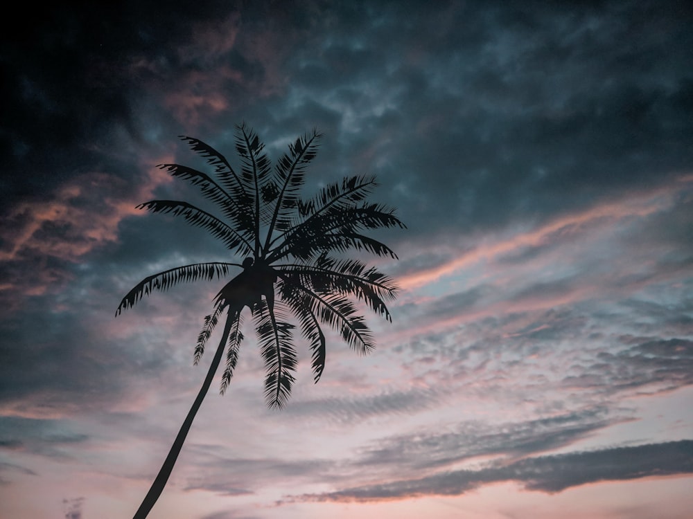 coconut tree silhouette