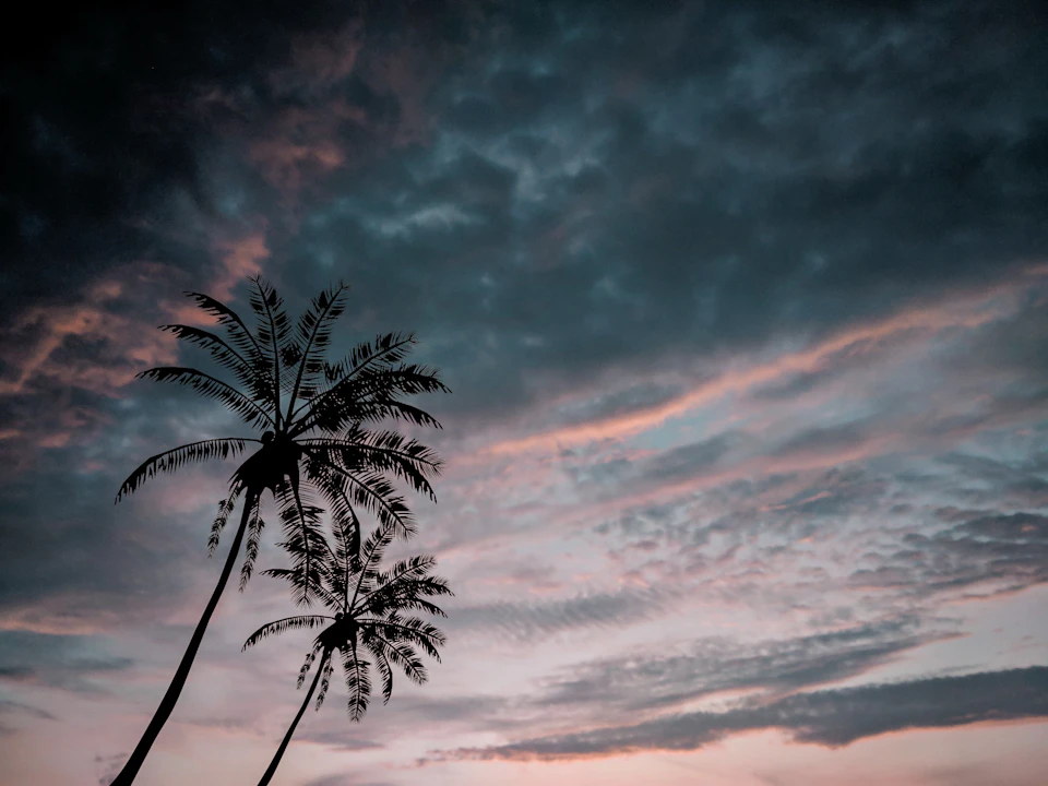 Two palm trees stand beside a serene tropical beach at sunset with vibrant pink sky