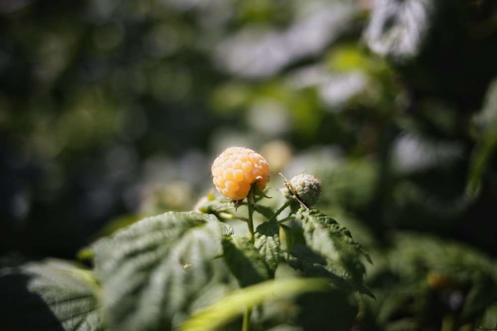 round red fruit