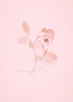 A delicate rose stem with blossoms and buds on a pale pink background