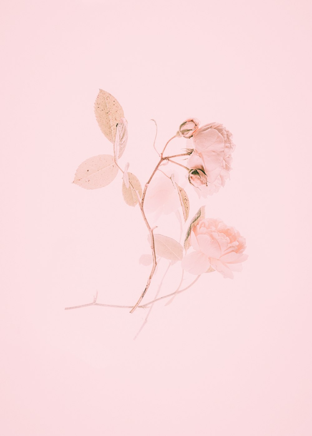 Pintura de flores rosas