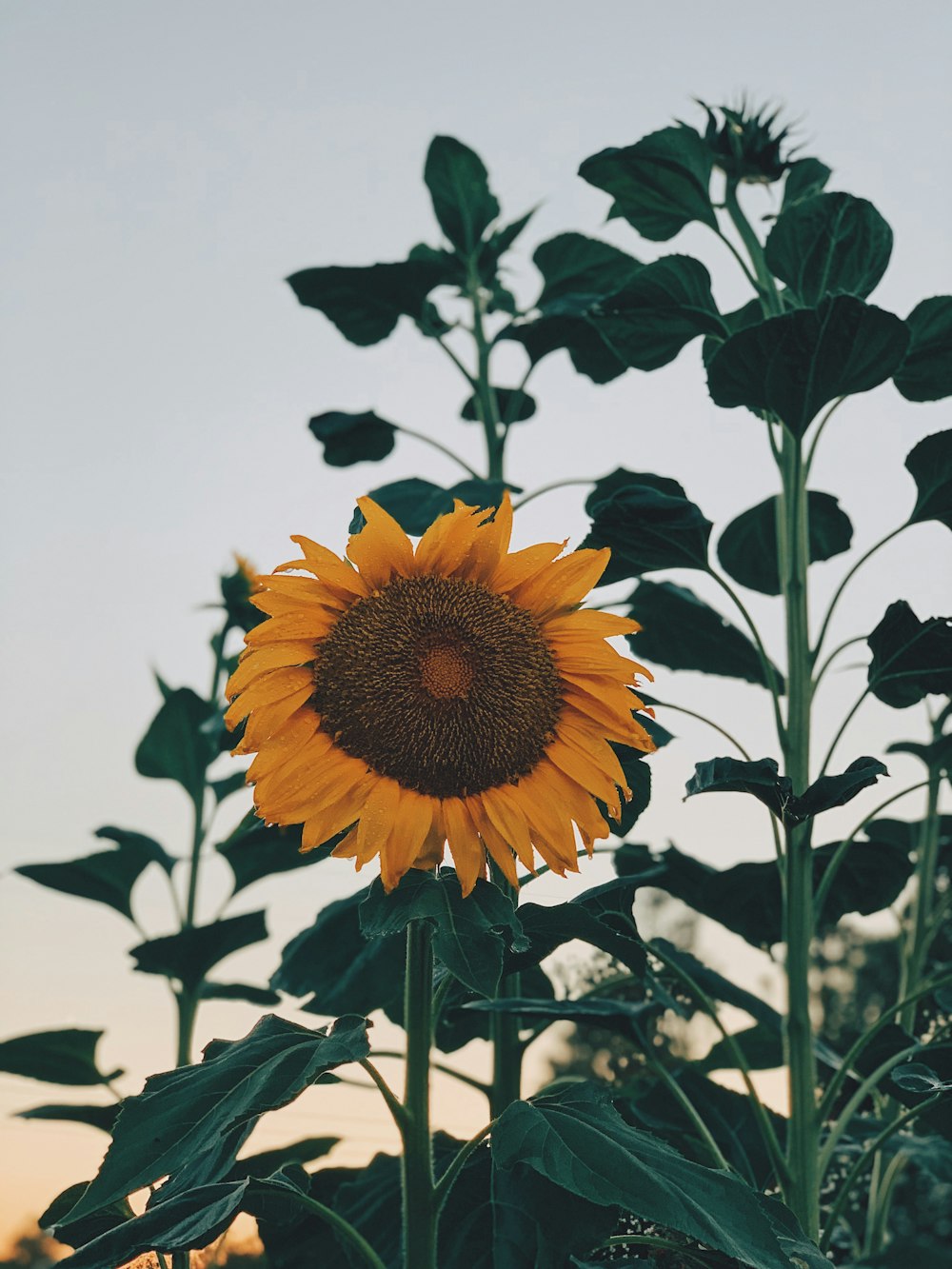 tournesol jaune pendant la journée