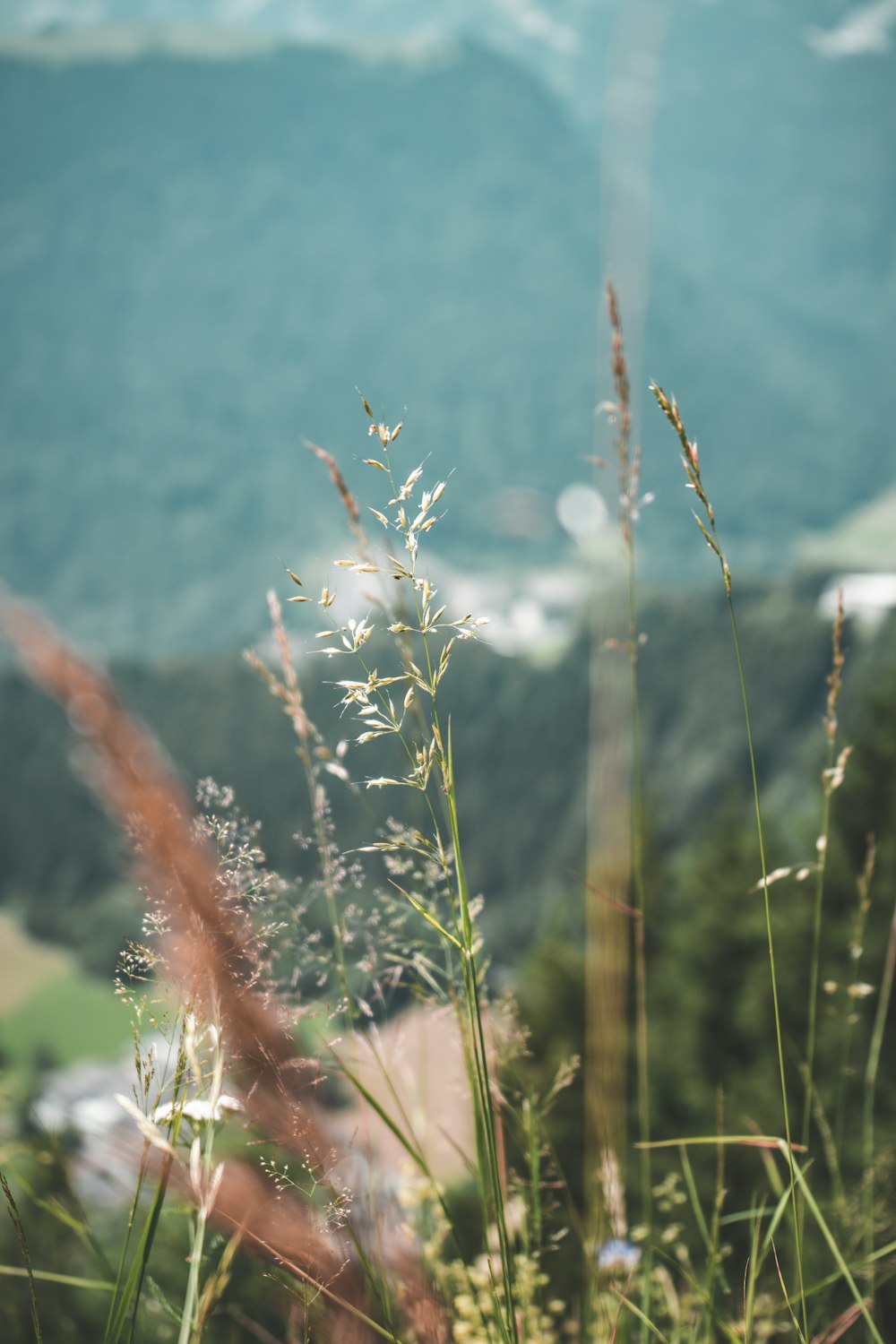 green grass on selective focus photography