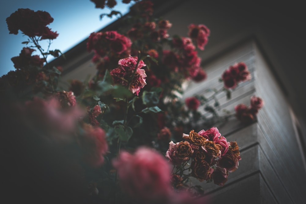 red rose flower