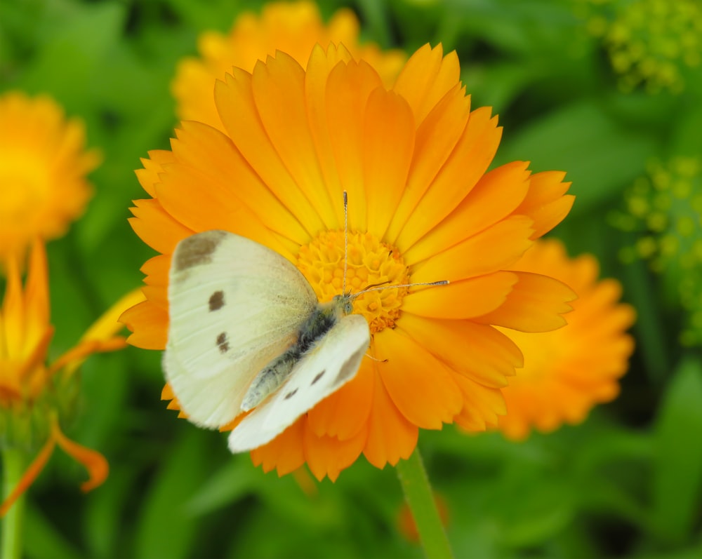 mariposa en margarita amarilla anaranjada