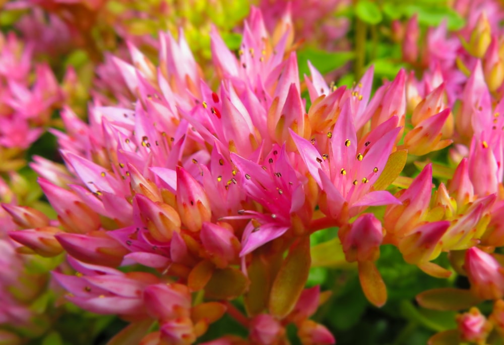 pink-petaled flowrs