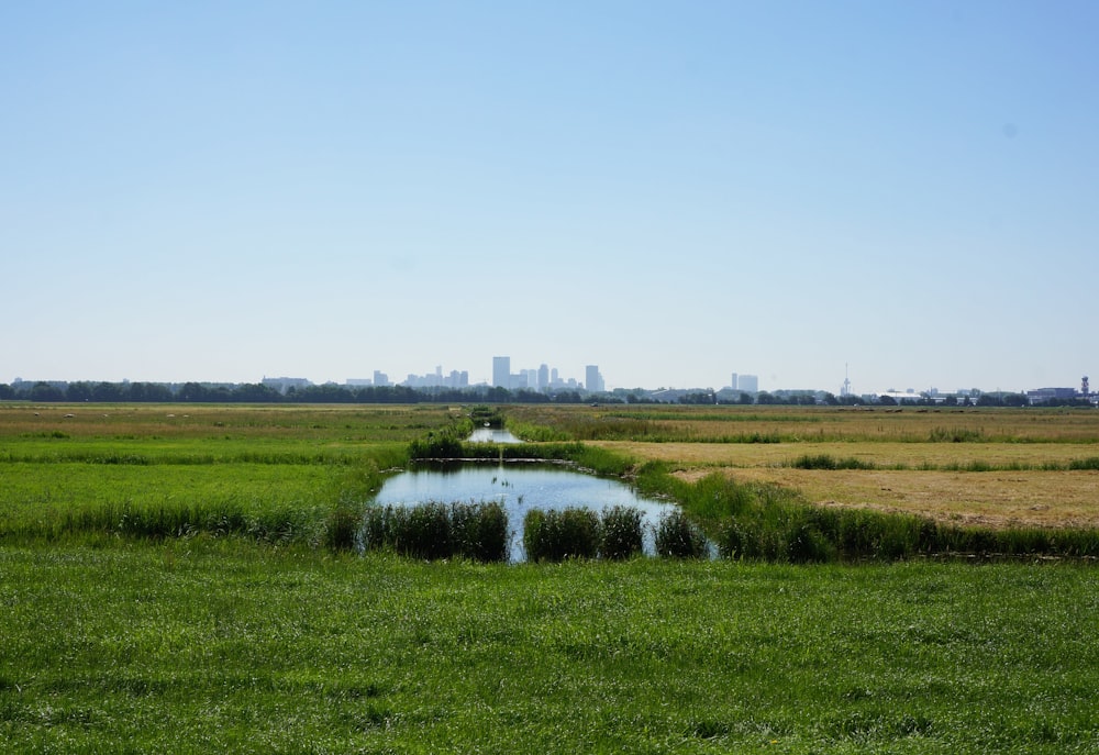 green grass field