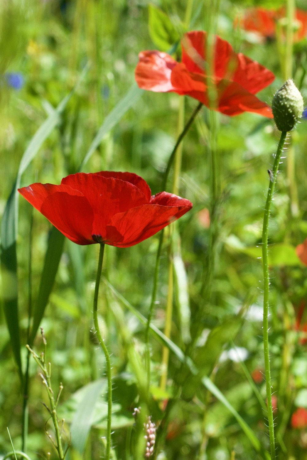 Foto flor de amapola roja – Imagen #amapola gratis en Unsplash