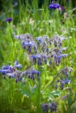 selective focus photography of blue flower buds during daytime