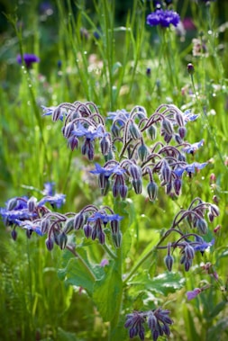 selective focus photography of blue flower buds during daytime