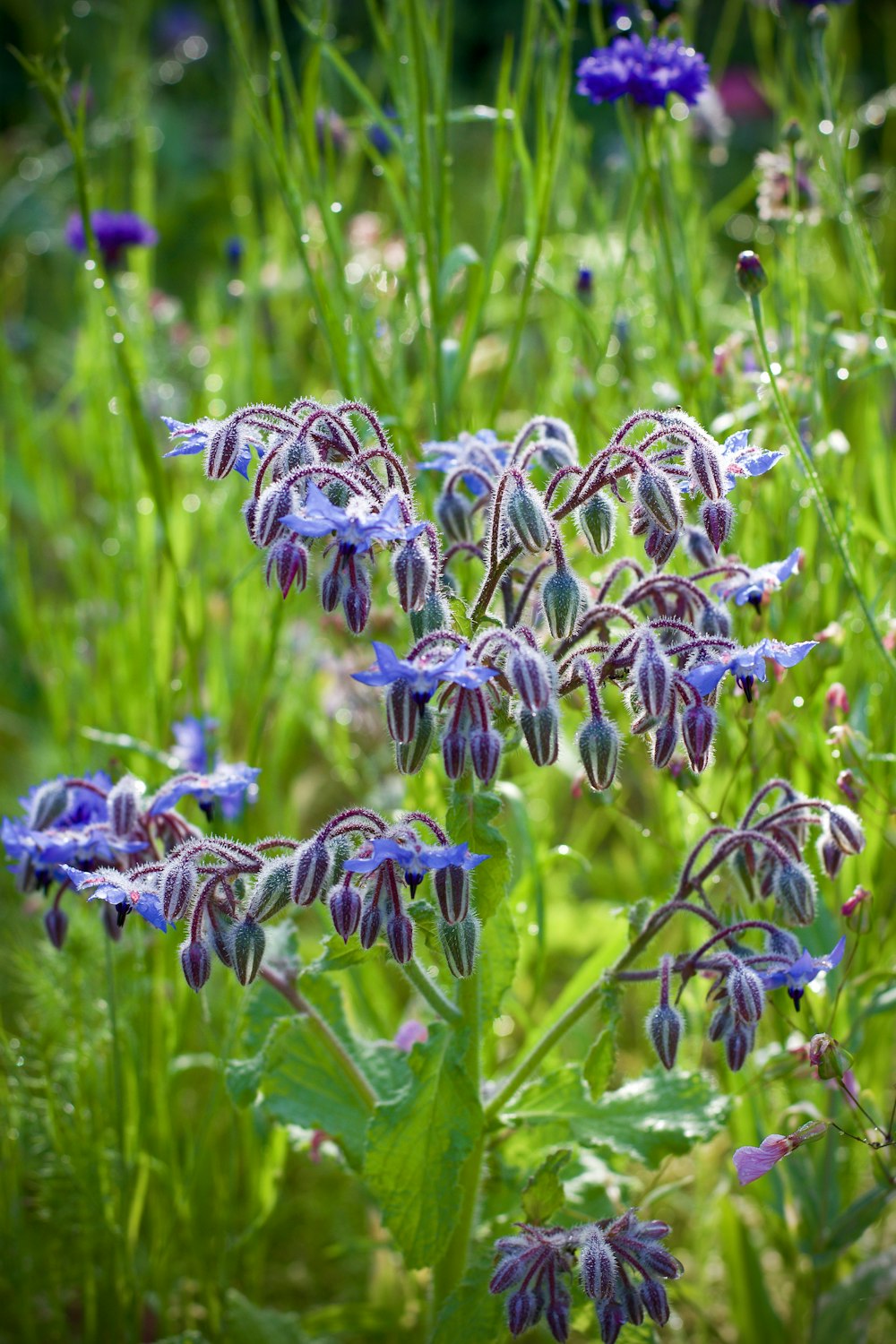 selective focus photography of blue flower buds during daytime