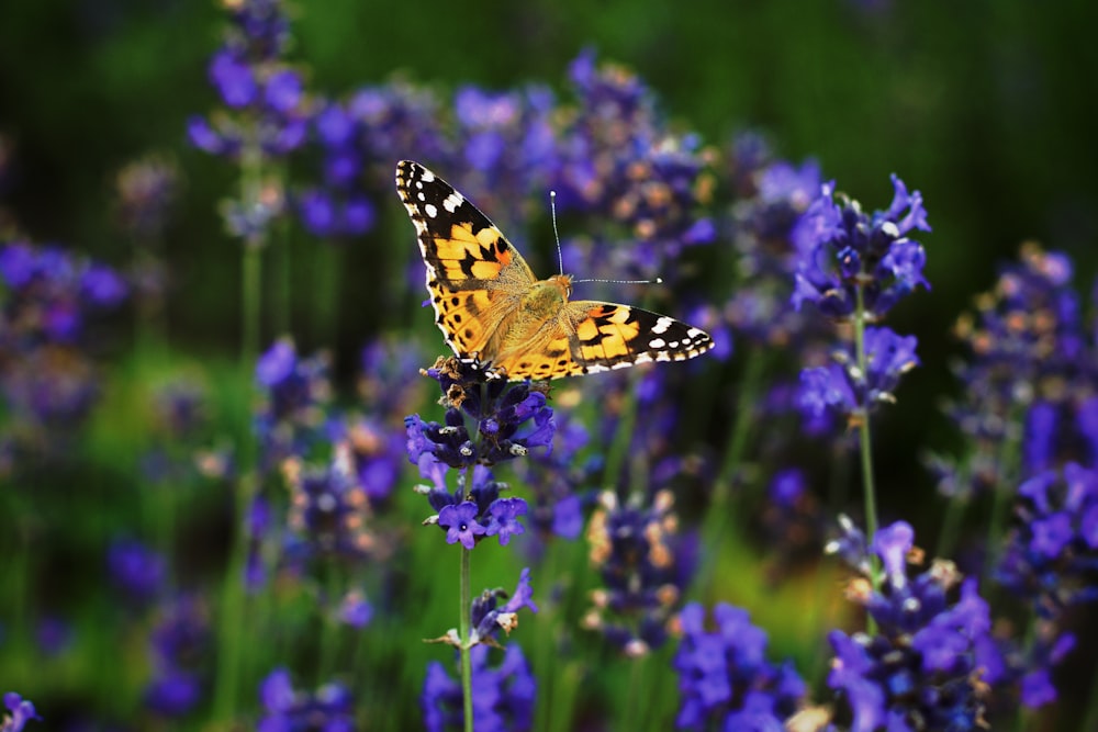 yellow and black butterfly perching on blue petaled flowers