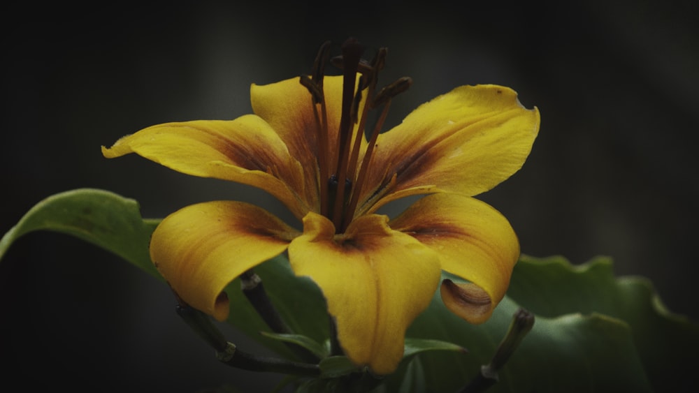 yellow 6-petaled flower