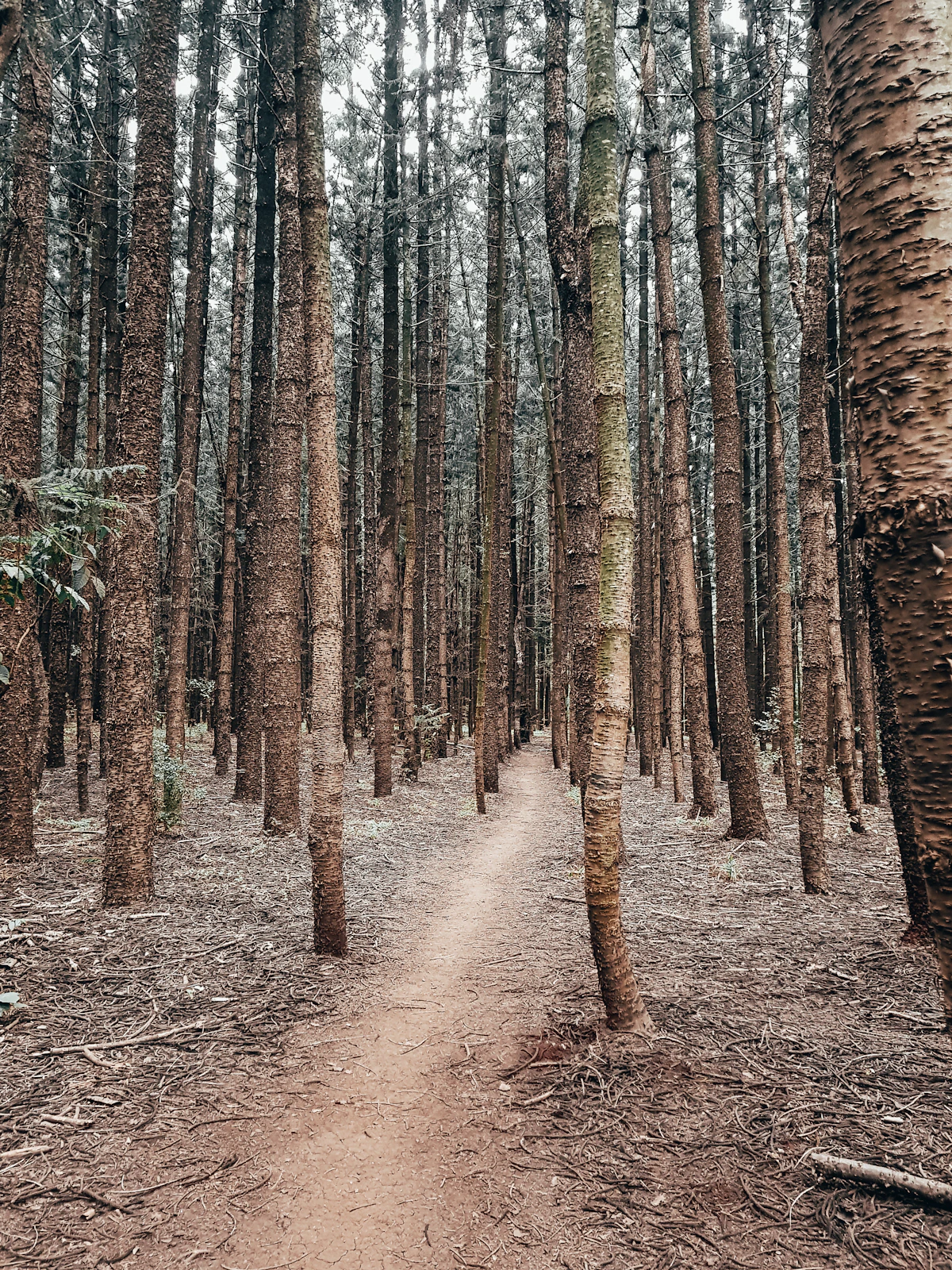 A quiet path beneath tall trees in Karura Forest, Nairobi