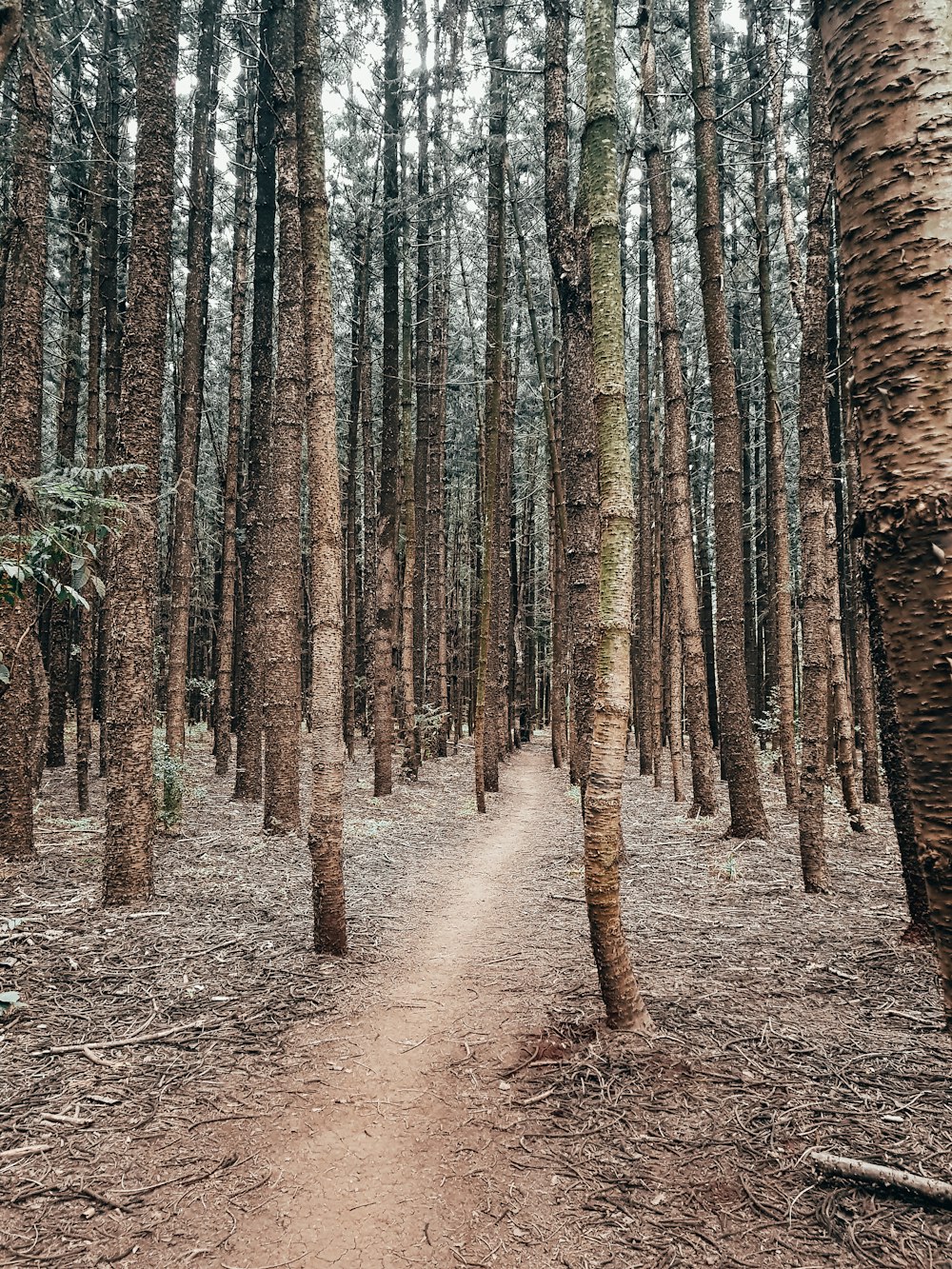 pathway under trees during daytime