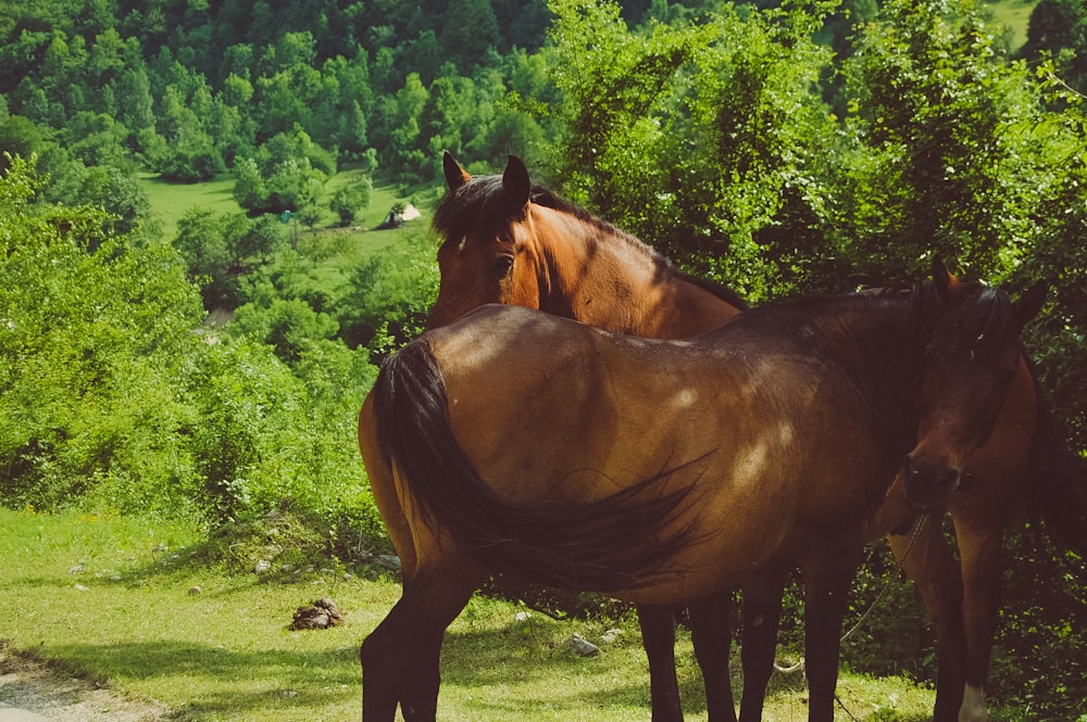 brown horse on green grass field during daytime