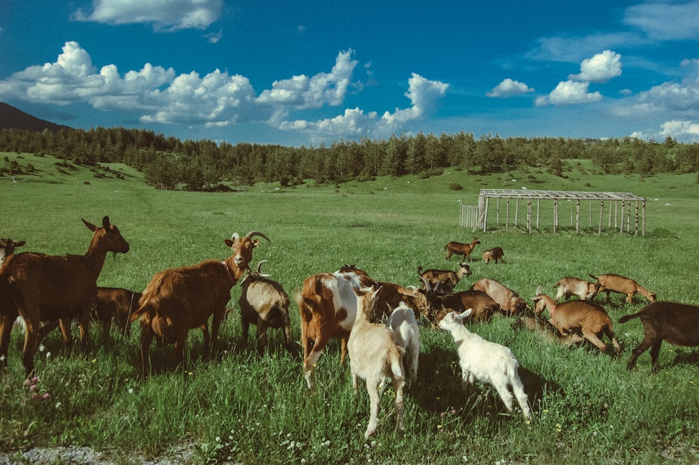 flock of goats on green grass field