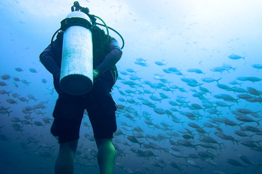 Plongée sous-marine observant le banc de poissons sous l’eau