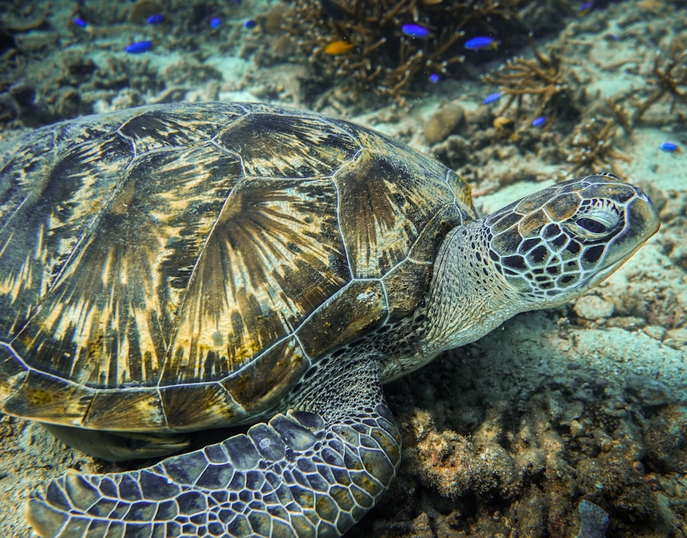 tortoise underwater