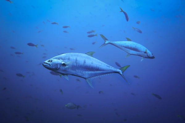 Dogtooth Tuna — target species for Vanuatu fishing charters