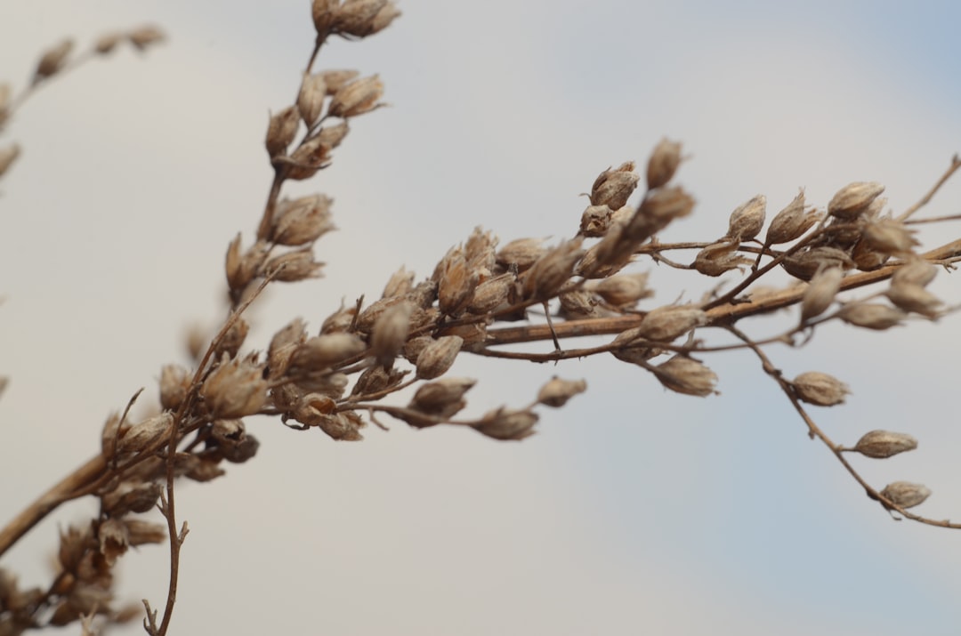 brown plant