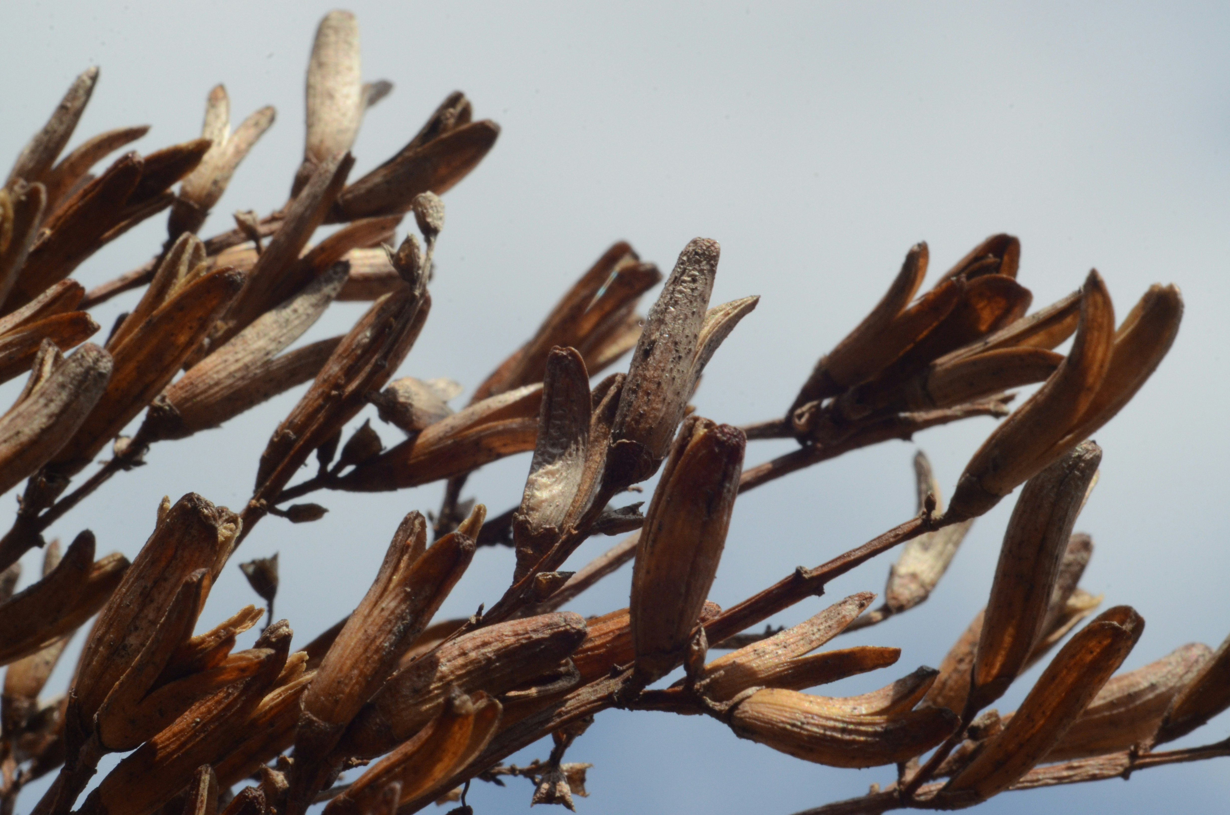 brown leaves close-up photo