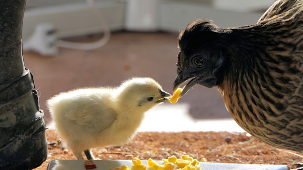 feeding yellow chick and brown hen