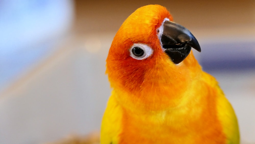 selective focus photography of red and green bird