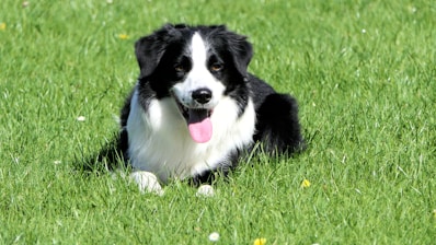 black and white long-coat dog