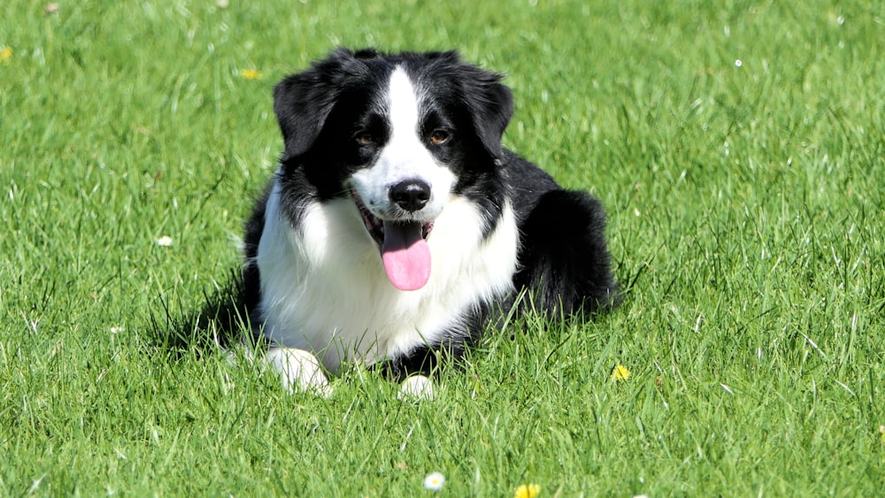 schwarz-weißer Hund mit langem Fell